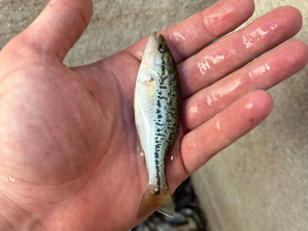 Fish Stocking - Texas Premier Lake Management Fish Stocking - Texas Premier Lake Management
