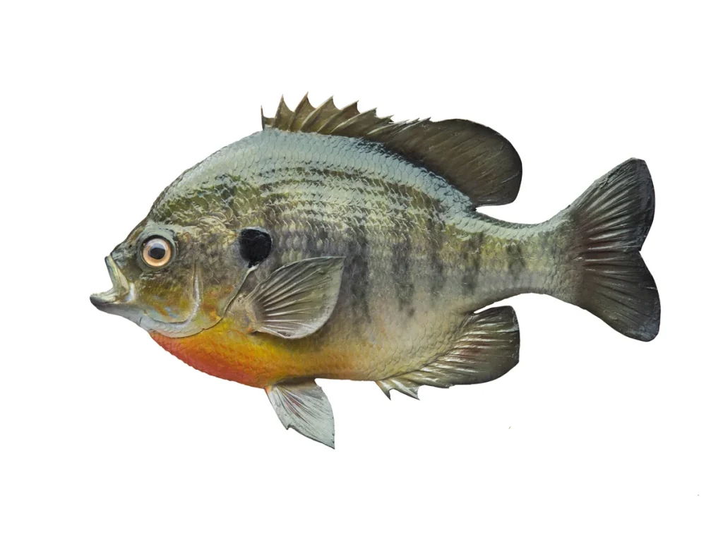 Coppernose Bluegill Coppernose bluegill, a forage species stocked by Texas Premier Lake Management