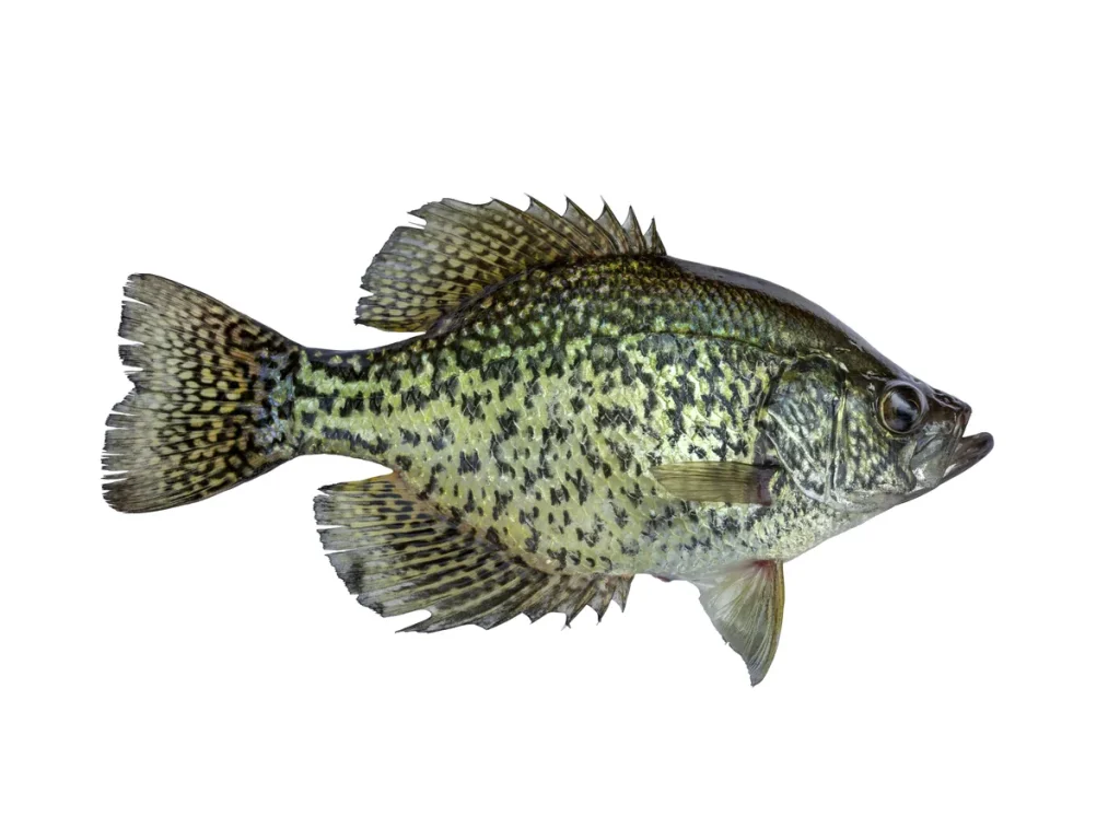 Crappie Black crappie, stocked by Texas Premier Lake Management