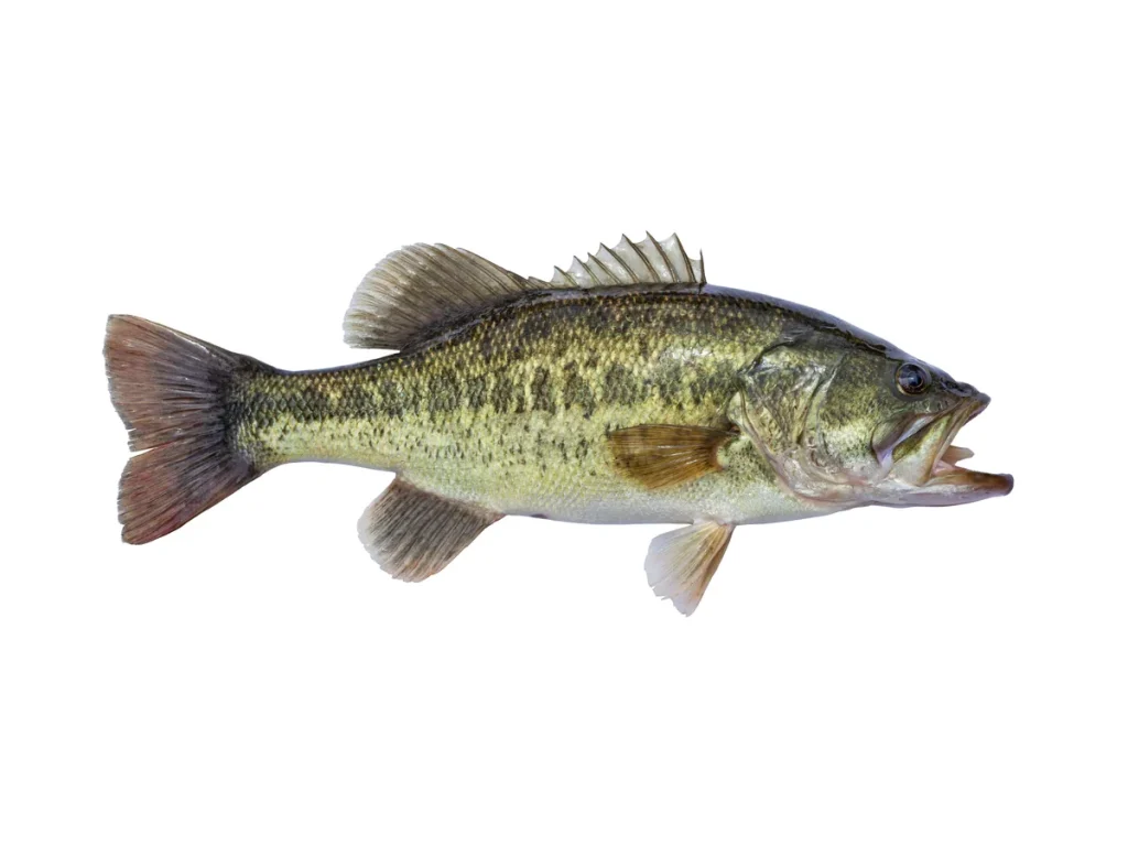 Largemouth Bass Largemouth bass, one of the species stocked by Texas Premier Lake Management