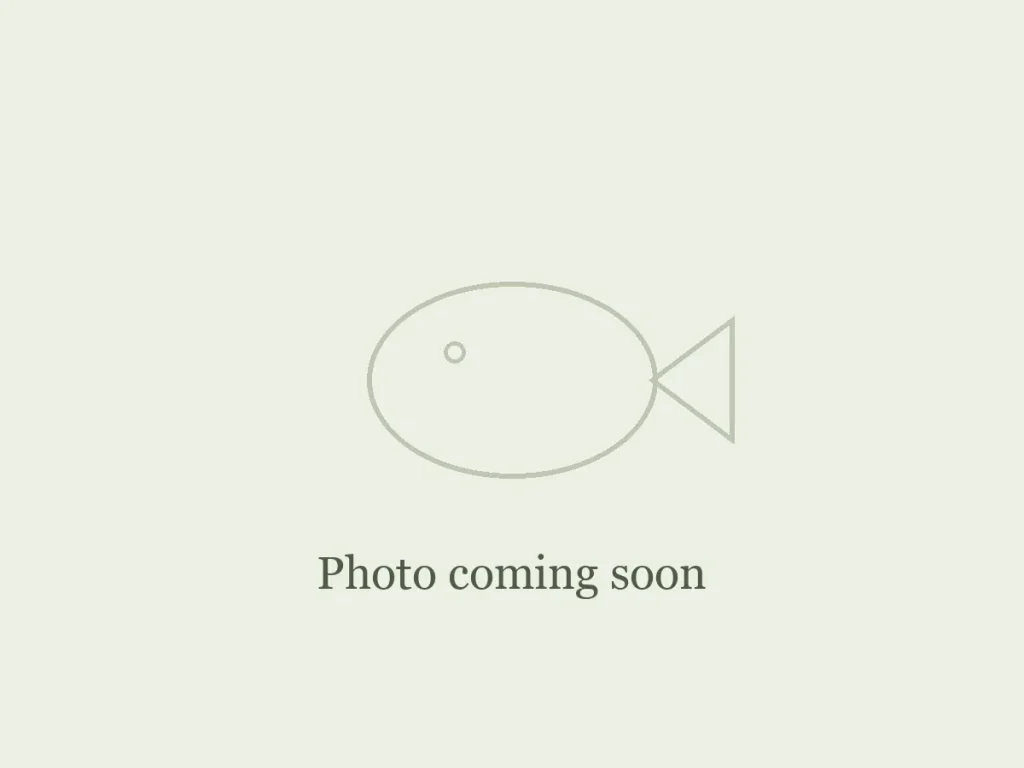 Fathead Minnows Fathead Minnows: photo coming soon