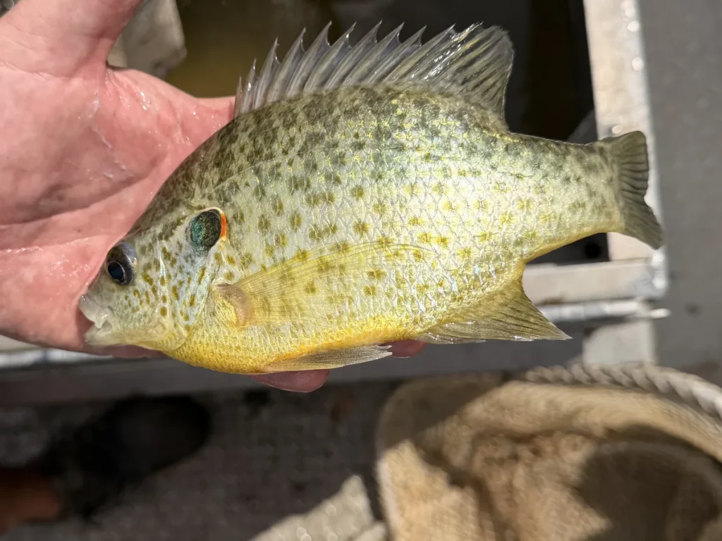 Redear Sunfish Redear sunfish held in hand, stocked by Texas Premier Lake Management